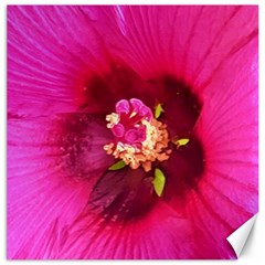 Deep Pink And Crimson Hibiscus Flower Macro Canvas 16  X 16  by myrubiogarden