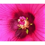 Deep Pink And Crimson Hibiscus Flower Macro Deluxe Canvas 14  x 11  (Stretched) 14  x 11  x 1.5  Stretched Canvas