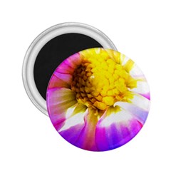 Purple, Pink And White Dahlia With A Bright Yellow Center 2.25  Magnets