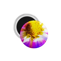 Purple, Pink And White Dahlia With A Bright Yellow Center 1.75  Magnets