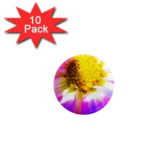 Purple, Pink And White Dahlia With A Bright Yellow Center 1  Mini Magnet (10 pack) 