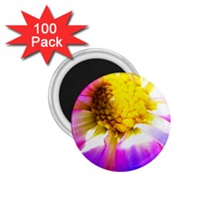 Purple, Pink And White Dahlia With A Bright Yellow Center 1.75  Magnets (100 pack) 