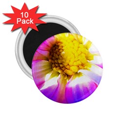 Purple, Pink And White Dahlia With A Bright Yellow Center 2.25  Magnets (10 pack) 