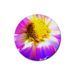 Purple, Pink And White Dahlia With A Bright Yellow Center Rubber Round Coaster (4 pack)  Front