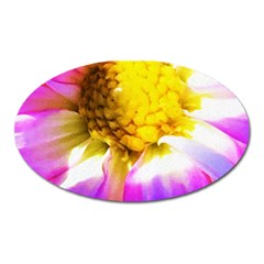 Purple, Pink And White Dahlia With A Bright Yellow Center Oval Magnet