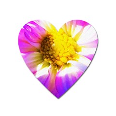 Purple, Pink And White Dahlia With A Bright Yellow Center Heart Magnet