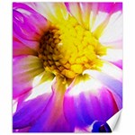 Purple, Pink And White Dahlia With A Bright Yellow Center Canvas 8  x 10  8.15 x9.66  Canvas - 1