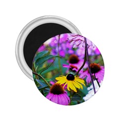 Yellow Flowers In The Purple Coneflower Garden 2 25  Magnets by myrubiogarden