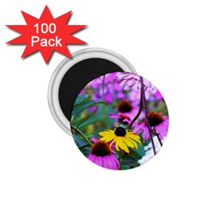 Yellow Flowers In The Purple Coneflower Garden 1 75  Magnets (100 Pack)  by myrubiogarden