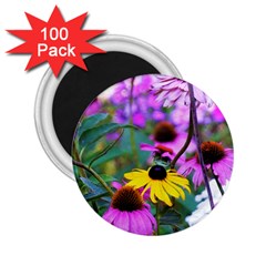 Yellow Flowers In The Purple Coneflower Garden 2 25  Magnets (100 Pack)  by myrubiogarden