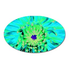 Aqua Cactus Dahlia Oval Magnet by myrubiogarden