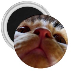 Funny Cute Cat Macro Eyes 3  Magnets by LoolyElzayat