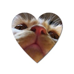 Funny Cute Cat Macro Eyes Heart Magnet by LoolyElzayat