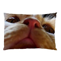 Funny Cute Cat Macro Eyes Pillow Case by LoolyElzayat