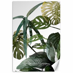 Botanical Illustration Palm Leaf Canvas 20  X 30  by Mariart