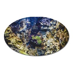 Under The Sea Oval Magnet