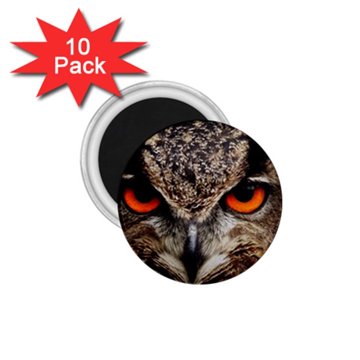 Owl s Scowl 1.75  Magnets (10 pack) 