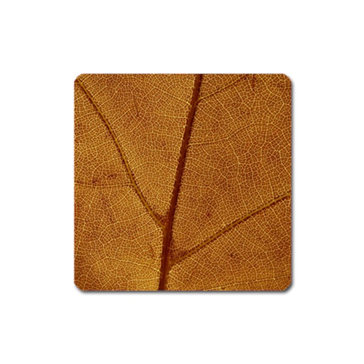 Leaf Fall Foliage Nature Orange Square Magnet