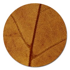 Leaf Fall Foliage Nature Orange Magnet 5  (round) by Pakrebo