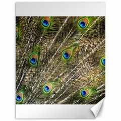 Green Peacock Feathers Color Plumage Canvas 12  X 16  by Pakrebo