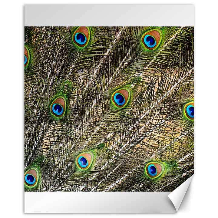 Green Peacock Feathers Color Plumage Canvas 11  x 14 