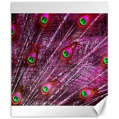 Red Peacock Feathers Color Plumage Canvas 8  x 10 