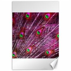 Red Peacock Feathers Color Plumage Canvas 12  x 18 