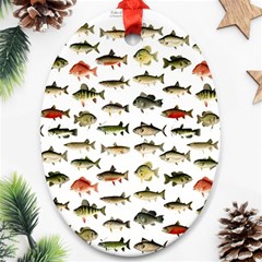 Ml 71 Fish Of North America Ornament (oval) by ArtworkByPatrick