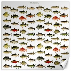 Ml 71 Fish Of North America Canvas 12  X 12  by ArtworkByPatrick