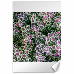 Ivy Lace Flower Flora Garden Canvas 24  X 36  by Pakrebo