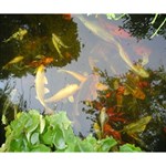 Koi Fish Pond Deluxe Canvas 14  x 11  (Stretched) 14  x 11  x 1.5  Stretched Canvas