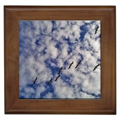 Pelicans In Flight Framed Tiles by StarvingArtisan