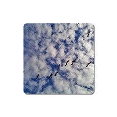 Pelicans In Flight Square Magnet by StarvingArtisan