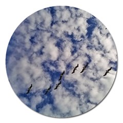 Pelicans In Flight Magnet 5  (round) by StarvingArtisan