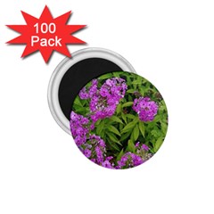 Stratford Garden Phlox 1 75  Magnets (100 Pack)  by Riverwoman