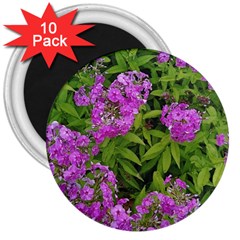 Stratford Garden Phlox 3  Magnets (10 Pack)  by Riverwoman