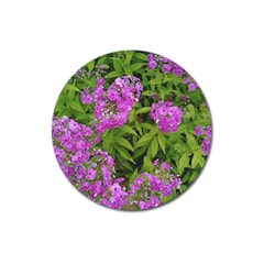 Stratford Garden Phlox Magnet 3  (round) by Riverwoman