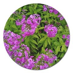 Stratford Garden Phlox Magnet 5  (round) by Riverwoman