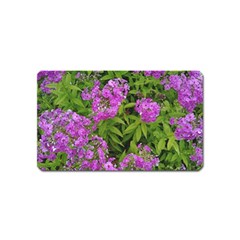 Stratford Garden Phlox Magnet (name Card) by Riverwoman