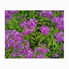 Stratford Garden Phlox Small Glasses Cloth (2-side) by Riverwoman