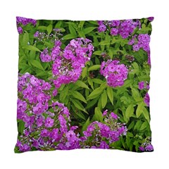 Stratford Garden Phlox Standard Cushion Case (one Side) by Riverwoman