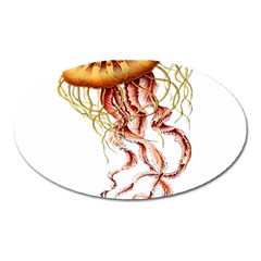 Animal Art Forms In Nature Jellyfish Oval Magnet