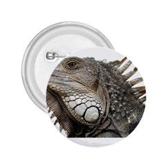 Iguana Portrait Profile Close Up 2.25  Buttons