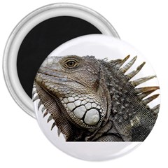 Iguana Portrait Profile Close Up 3  Magnets