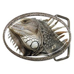 Iguana Portrait Profile Close Up Belt Buckles