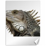 Iguana Portrait Profile Close Up Canvas 12  x 16  11.86 x15.41  Canvas - 1