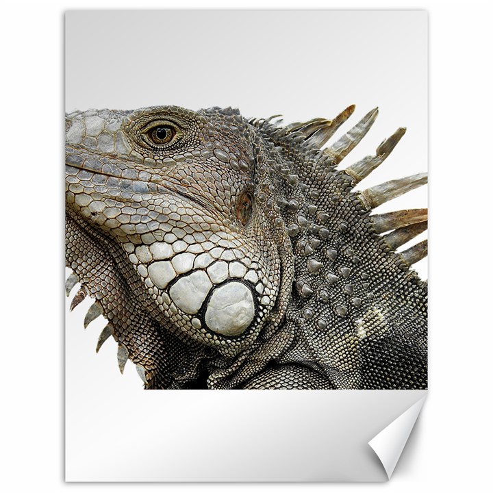 Iguana Portrait Profile Close Up Canvas 12  x 16 