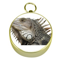 Iguana Portrait Profile Close Up Gold Compasses