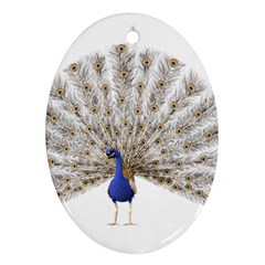 Peacock Colorful Bird Feather Blue Ornament (Oval)