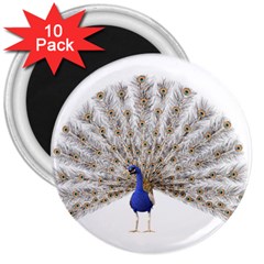 Peacock Colorful Bird Feather Blue 3  Magnets (10 pack) 